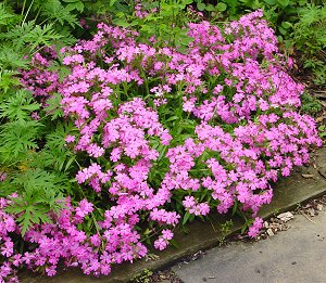 1 gallon - Short and Sweet Wild Pinks / Catchfly (SILENE SHORT AND SWEET) - 1 gallon - 1 gallon