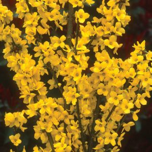 Show Off® Forsythia (FORSYTHIA X SHOW OFF)