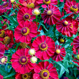 1 gallon - Siesta Sneeze Weed (HELENIUM MARIACHI SIESTA) - 1 gallon - 1 gallon
