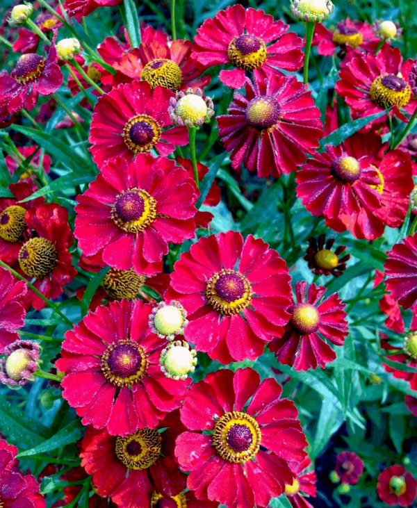 1 gallon - Siesta Sneeze Weed (HELENIUM MARIACHI SIESTA) - 1 gallon - 1 gallon