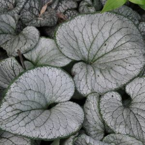 1 gallon - Silver Heart Siberian Bugloss (BRUNNERA M. SILVER HEART) - 1 gallon - 1 gallon