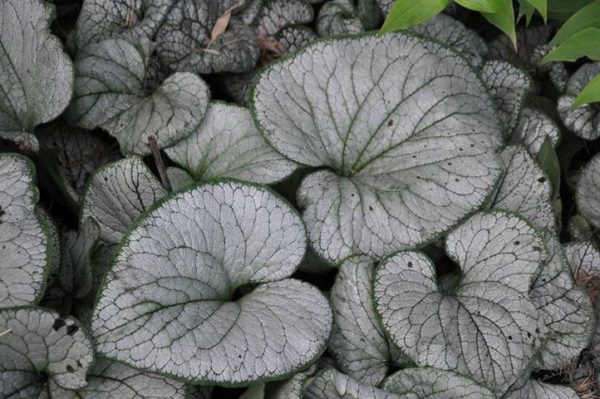 1 gallon - Silver Heart Siberian Bugloss (BRUNNERA M. SILVER HEART) - 1 gallon - 1 gallon