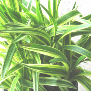 1 gallon - Silvery Sunproof Lily Turf (LIRIOPE M. SILVERY SUNPROOF) - 1 gallon - 1 gallon