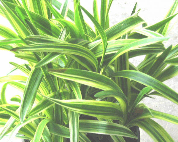 1 gallon - Silvery Sunproof Lily Turf (LIRIOPE M. SILVERY SUNPROOF) - 1 gallon - 1 gallon