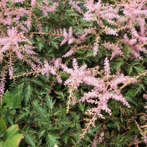 1 gallon - Sim. Sprite Astilbe (ASTILBE SIM. SPRITE) - 1 gallon - 1 gallon