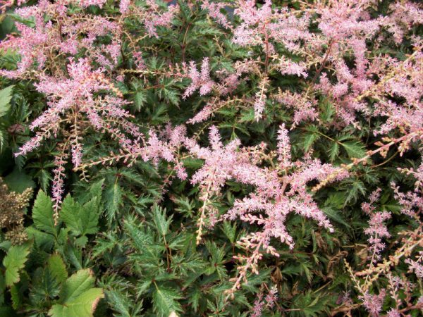 1 gallon - Sim. Sprite Astilbe (ASTILBE SIM. SPRITE) - 1 gallon - 1 gallon