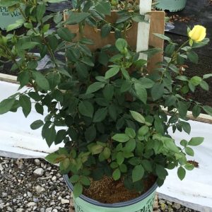 3 gallon - Simply Color™ Rose  (ROSE SIMPLY COLOR) - 3 gallon - 3 gallon