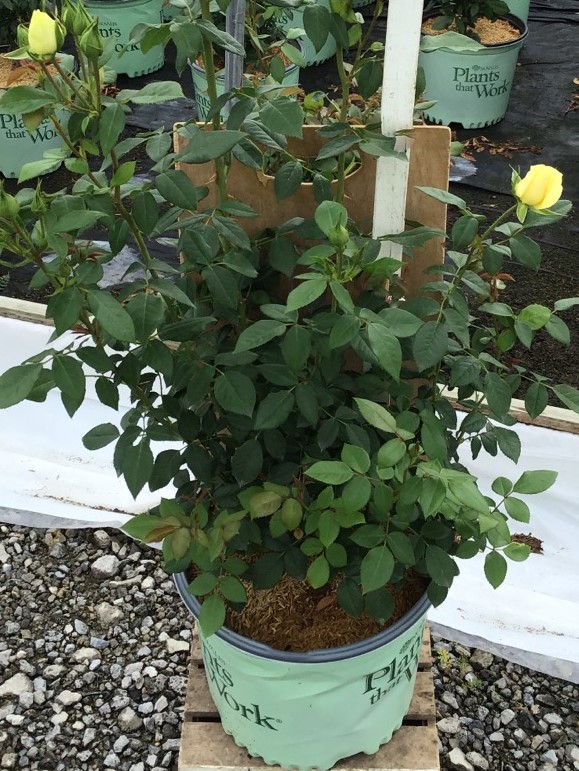 3 gallon - Simply Color™ Rose  (ROSE SIMPLY COLOR) - 3 gallon - 3 gallon