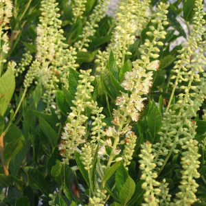 3 gallon 15" - Sixteen Candles Dwarf Summersweet (CLETHRA AL. SIXTEEN CANDLES) - 3 gallon 15" - 3 gallon 15"