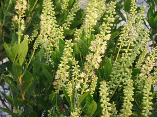 3 gallon 15" - Sixteen Candles Dwarf Summersweet (CLETHRA AL. SIXTEEN CANDLES) - 3 gallon 15" - 3 gallon 15"