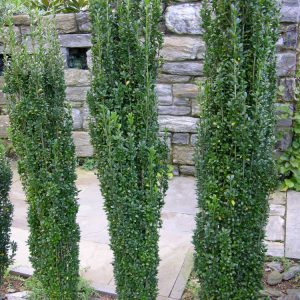 3 gallon 30" - Sky Pencil Holly (ILEX CRENATA SKY PENCIL) - 3 gallon 30" - 3 gallon 30"