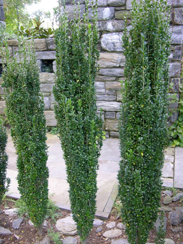 3 gallon 30" - Sky Pencil Holly (ILEX CRENATA SKY PENCIL) - 3 gallon 30" - 3 gallon 30"