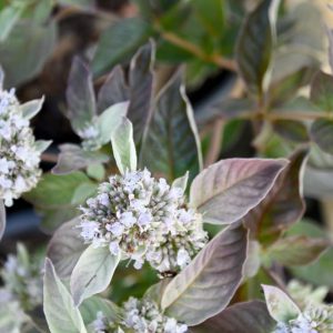 1 gallon - Smokey Mountain Mint (PYCNANTHEMUM X SMOKEY MOUNTAIN MINT) - 1 gallon - 1 gallon