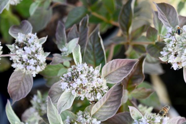 1 gallon - Smokey Mountain Mint (PYCNANTHEMUM X SMOKEY MOUNTAIN MINT) - 1 gallon - 1 gallon