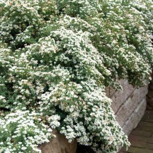1 gallon - Snow Flurry Aster (ASTER ERICOIDES SNOW FLURRY) - 1 gallon - 1 gallon