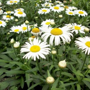 1 gallon - Snow Lady Shasta Daisy (LEUCANTHEMUM X S. SNOWLADY) - 1 gallon - 1 gallon