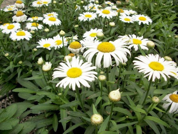 1 gallon - Snow Lady Shasta Daisy (LEUCANTHEMUM X S. SNOWLADY) - 1 gallon - 1 gallon