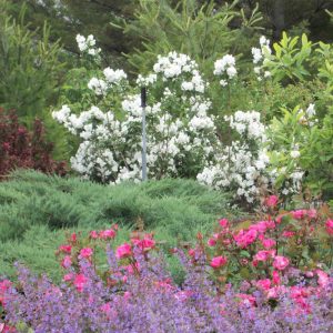 3 gallon 18" - Snow White™ Mockorange (PHIL. SNOW WHITE™ FANTASY) - 3 gallon 18" - 3 gallon 18"