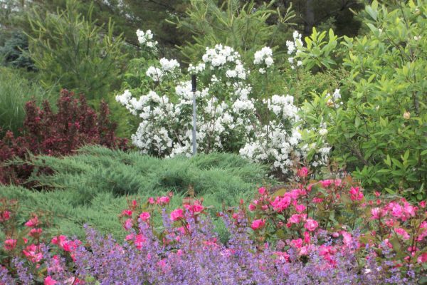 3 gallon 18" - Snow White™ Mockorange (PHIL. SNOW WHITE™ FANTASY) - 3 gallon 18" - 3 gallon 18"