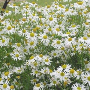 1 gallon - Snowbank Boltonia (BOLTONIA SNOWBANK) - 1 gallon - 1 gallon