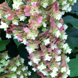 3 gallon - Snowcicle Oakleaf Hydrangea (HYDRANGEA QU. SNOWCICLE) - 3 gallon - 3 gallon