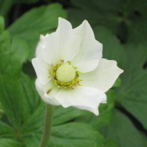 1 gallon - Snowdrop Windflower (ANEMONE SYLVESTRIS) - 1 gallon - 1 gallon