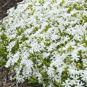 1 gallon - Snowflake Creeping Phlox (PHLOX SUB. SNOWFLAKE) - 1 gallon - 1 gallon
