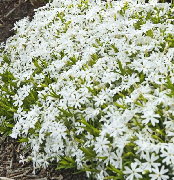 1 gallon - Snowflake Creeping Phlox (PHLOX SUB. SNOWFLAKE) - 1 gallon - 1 gallon