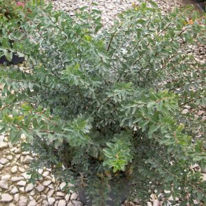 3 gallon 15" - Snowmound Spiraea (SPIRAEA NIPPONICA SNOWMOUND) - 3 gallon 15" - 3 gallon 15"