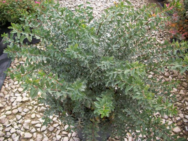 3 gallon 15" - Snowmound Spiraea (SPIRAEA NIPPONICA SNOWMOUND) - 3 gallon 15" - 3 gallon 15"