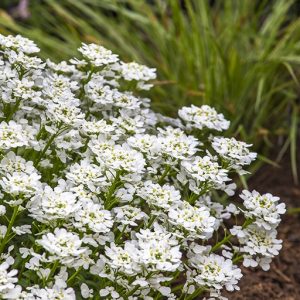 1 gallon - Snowsurfer™ Forte Candytuft (IBERIS S. SNOWSURFER) - 1 gallon - 1 gallon
