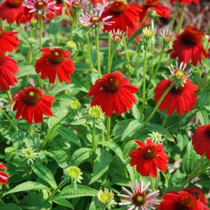3QT - Sombrero Salsa Red Coneflower (ECHINACEA SOMBRERO SALSA RED) - 3QT - 3QT