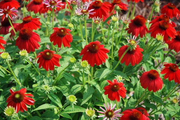 3QT - Sombrero Salsa Red Coneflower (ECHINACEA SOMBRERO SALSA RED) - 3QT - 3QT