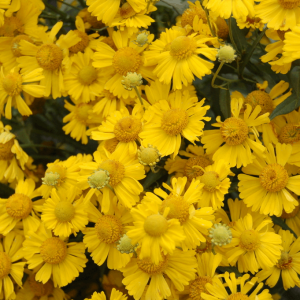 1 gallon - Sombrero Sneeze Weed (HELENIUM MARIACHI SOMBRERO) - 1 gallon - 1 gallon