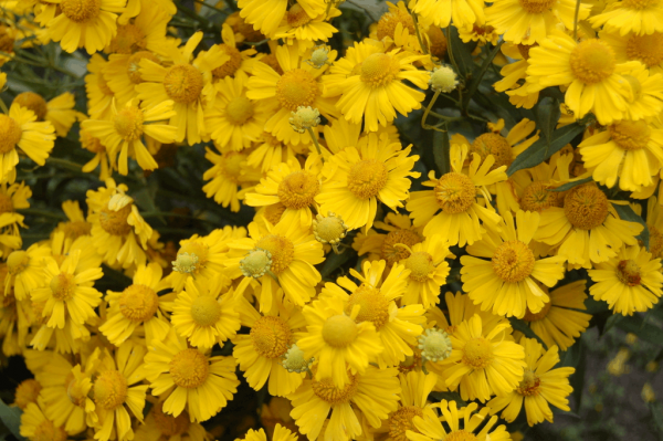 1 gallon - Sombrero Sneeze Weed (HELENIUM MARIACHI SOMBRERO) - 1 gallon - 1 gallon