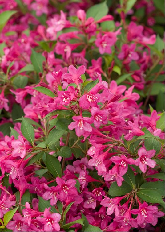 1 gallon - Sonic Bloom® Pink Weigela (WEIGELA SONIC BLOOM® PINK) - 1 gallon - 1 gallon