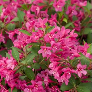 3 gallon 15" - Sonic Bloom® Pink Weigela (WEIGELA SONIC BLOOM® PINK) - 3 gallon 15" - 3 gallon 15"
