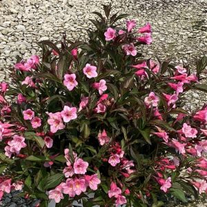 3 gallon 15" - Sonic Bloom® Wine Weigela (WEIGELA SONIC BLOOM WINE) - 3 gallon 15" - 3 gallon 15"