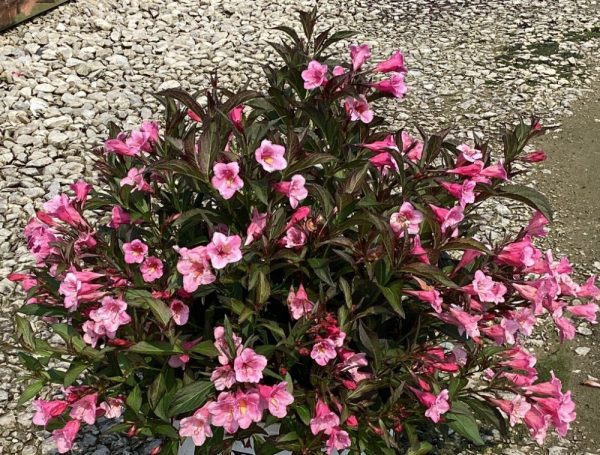 3 gallon 15" - Sonic Bloom® Wine Weigela (WEIGELA SONIC BLOOM WINE) - 3 gallon 15" - 3 gallon 15"