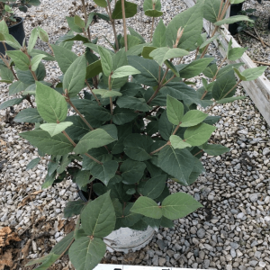 3 gallon 18" - Spice Girl® Korean Spice Viburnum (VIBURNUM CARLESII SPICE GIRL) - 3 gallon 18" - 3 gallon 18"