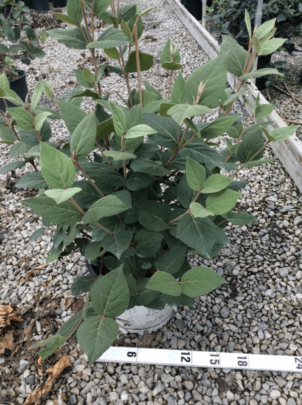 3 gallon 18" - Spice Girl® Korean Spice Viburnum (VIBURNUM CARLESII SPICE GIRL) - 3 gallon 18" - 3 gallon 18"
