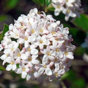 3 gallon 15" - Spice Island® Korean Spice Bush (VIBURNUM CARLESII SPICE ISLAND) - 3 gallon 15" - 3 gallon 15"