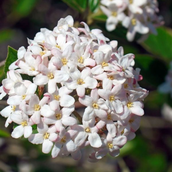 3 gallon 15" - Spice Island® Korean Spice Bush (VIBURNUM CARLESII SPICE ISLAND) - 3 gallon 15" - 3 gallon 15"