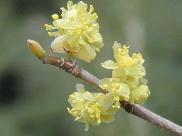 2 gallon 10" - Spicebush (LINDERA BENZOIN) - 2 gallon 10" - 2 gallon 10"