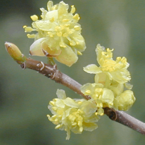 3 gallon 18" - Spicebush (LINDERA BENZOIN) - 3 gallon 18" - 3 gallon 18"