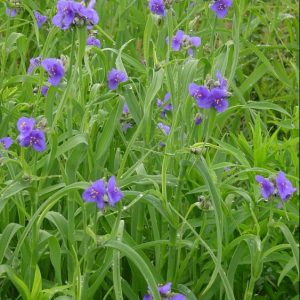 1 gallon - Spiderwort (TRADE. OHIENSIS) - 1 gallon - 1 gallon