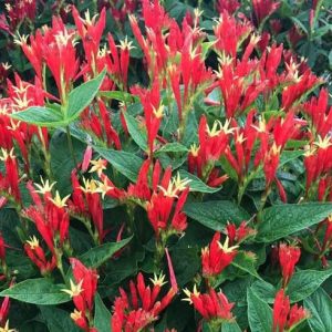 1 gallon - Spigelia Ragin Cajun Indian Pink (SPIGELIA RAGIN CAJUN) - 1 gallon - 1 gallon