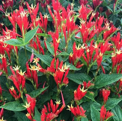 1 gallon - Spigelia Ragin Cajun Indian Pink (SPIGELIA RAGIN CAJUN) - 1 gallon - 1 gallon