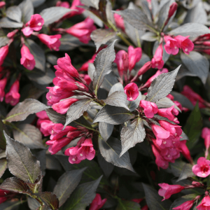 3 gallon 15" - Spilled Wine® Weigela (WEIGELA SPILLED WINE) - 3 gallon 15" - 3 gallon 15"