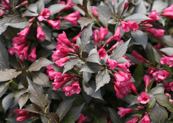 3 gallon 15" - Spilled Wine® Weigela (WEIGELA SPILLED WINE) - 3 gallon 15" - 3 gallon 15"